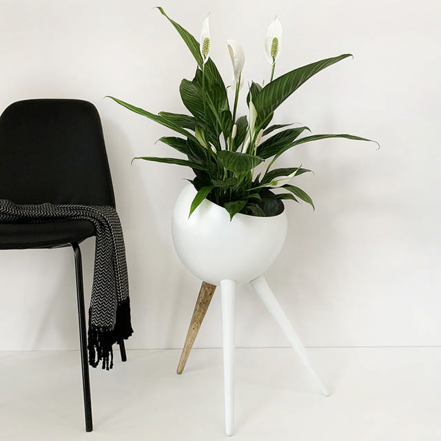 Curvy Grande krukke Ø32 høj 