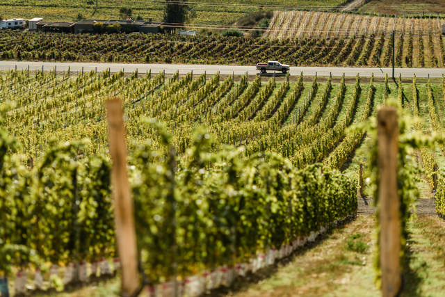 2019 Vieilles Vignes