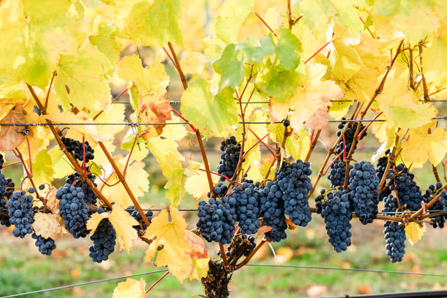 2019 Vieilles Vignes